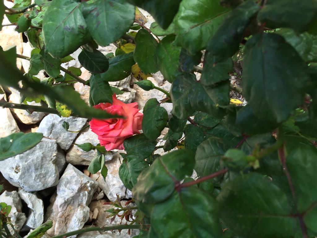 Guest House Maslina Vinisce ภายนอก รูปภาพ